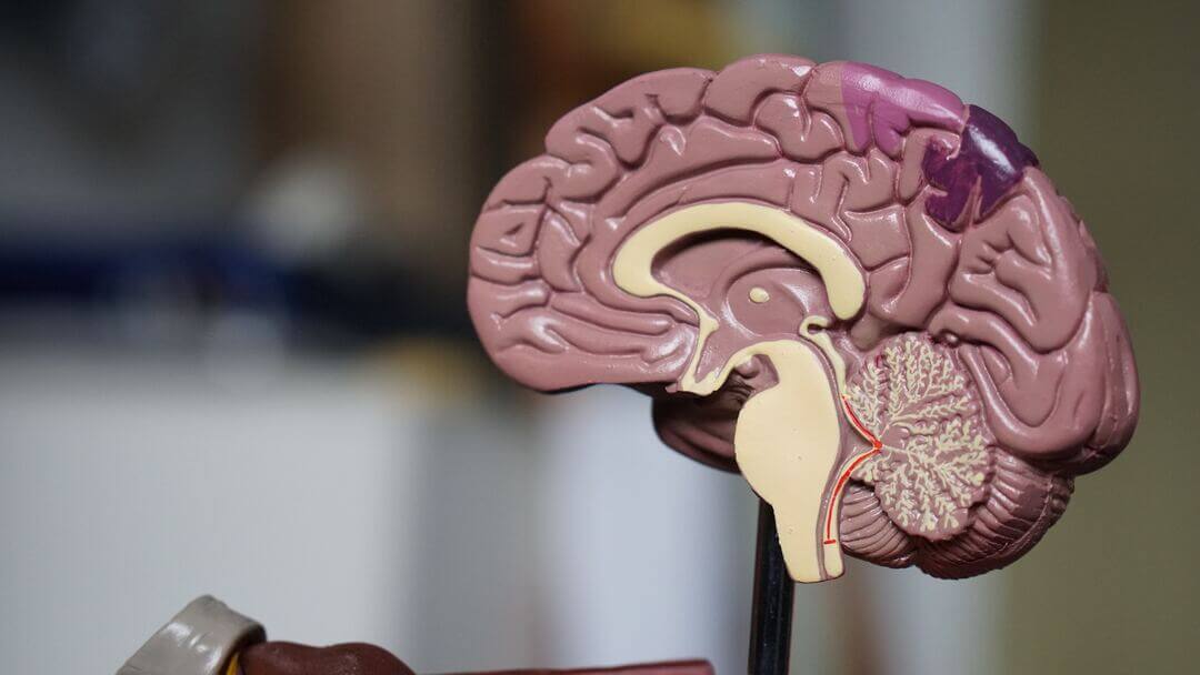 Sudoku vs. Crosswords: Which Is the Better Brain Workout?